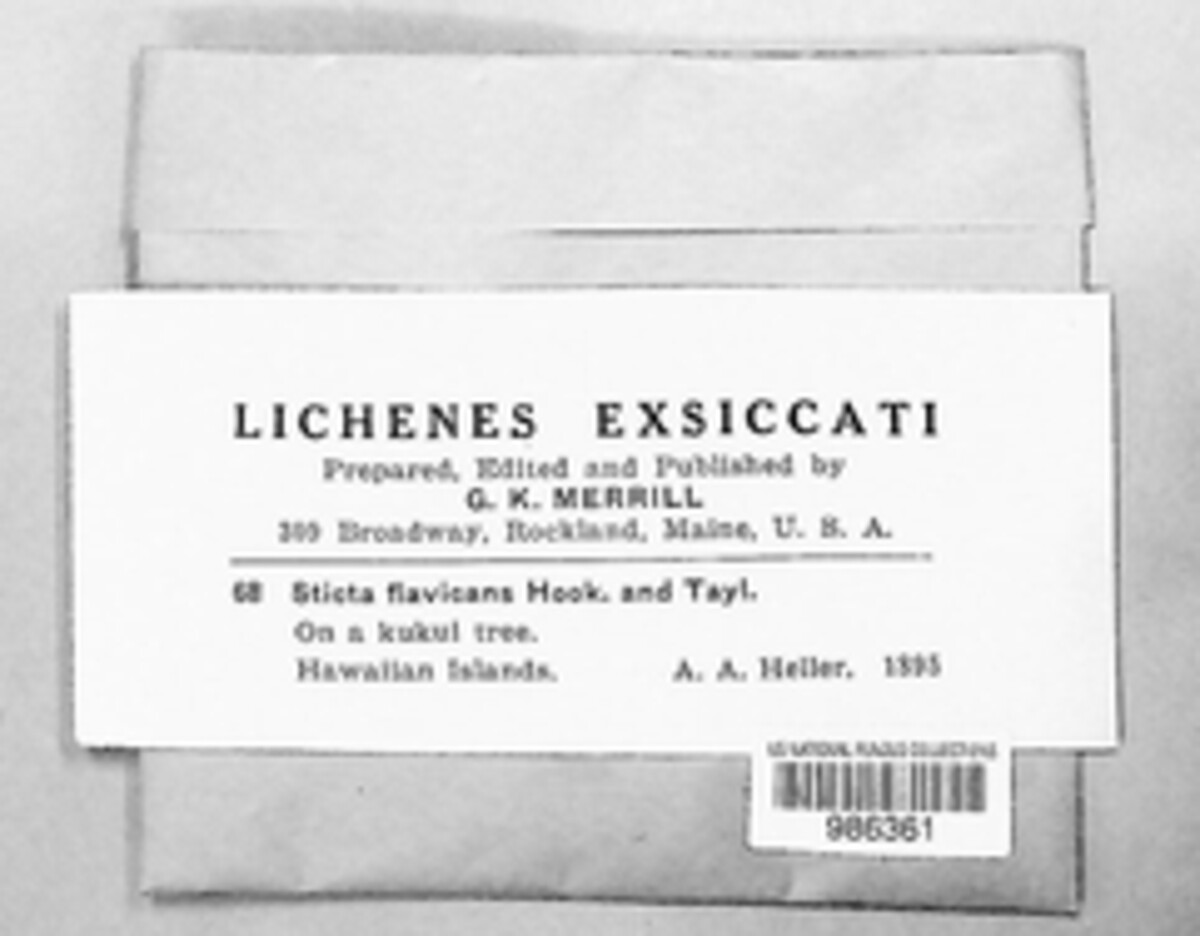Podostictina flavicans image